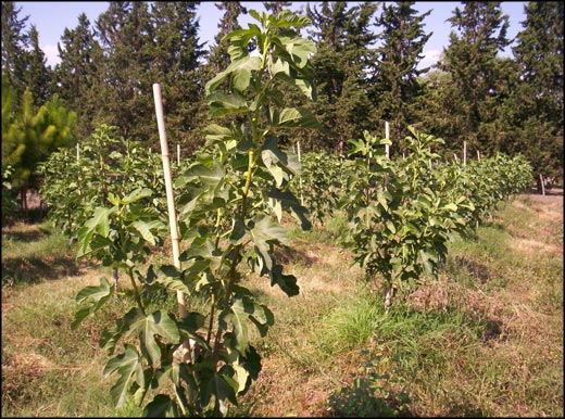 Plantaci&oacute;n de higueras