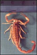Tityus trivittatus