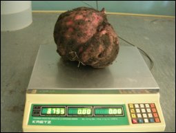Super Camote